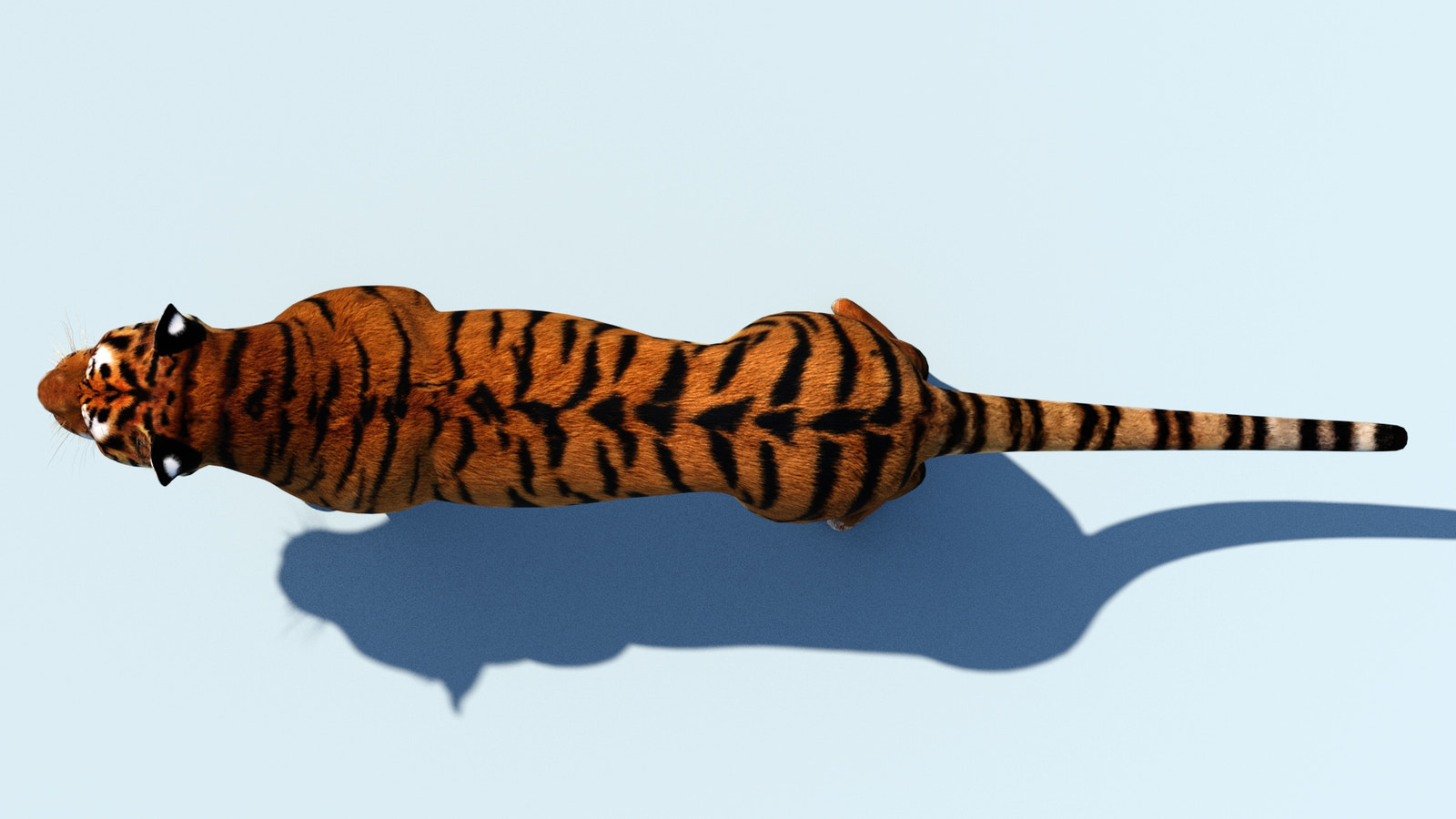 Realistic Tiger 3D Model for Download top view