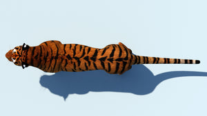 Realistic Tiger 3D Model for Download top view Thumbnail