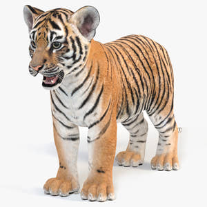Realistic Tiger Cub 3D Model for Download - 3Ds Max Arnold Renderer Thumbnail