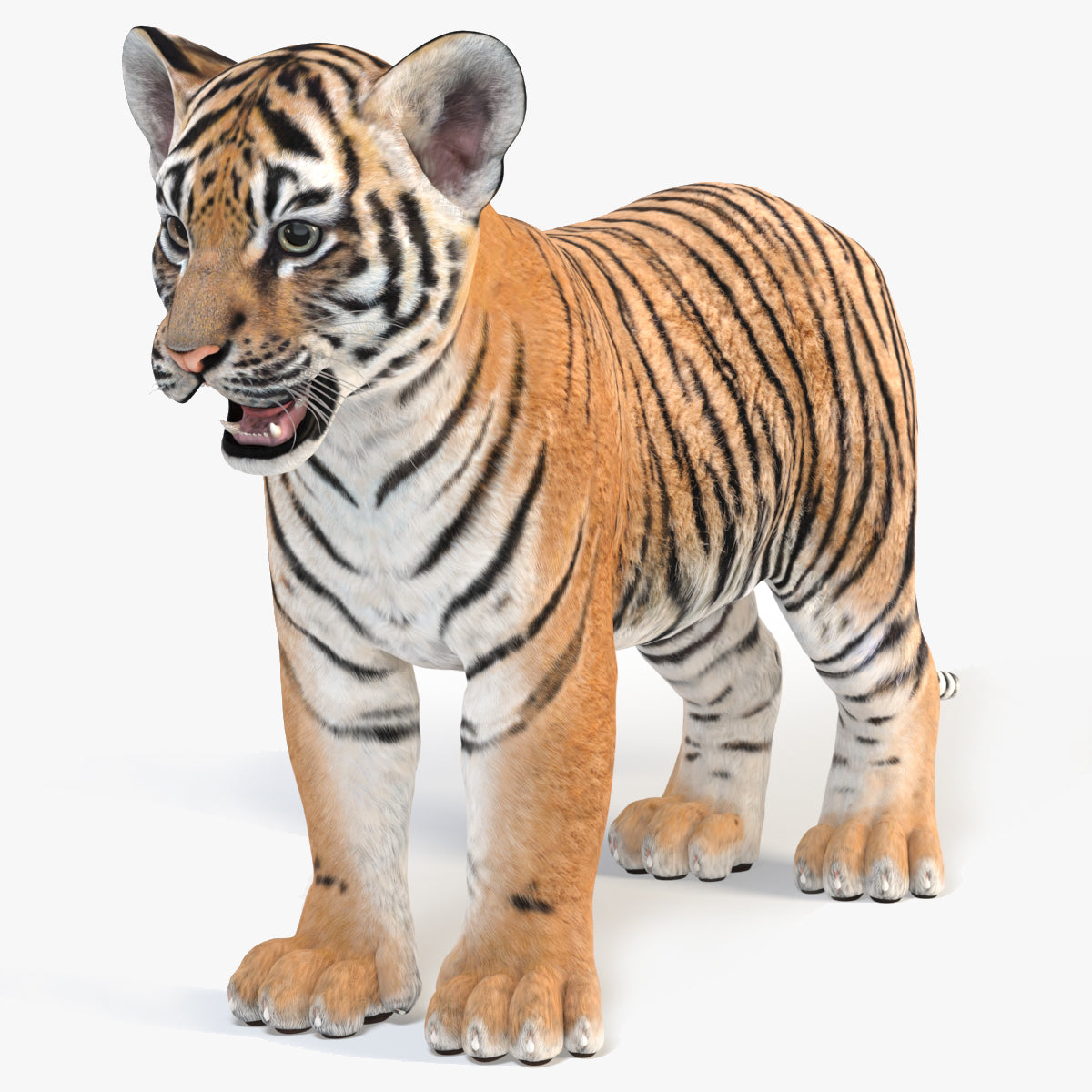 Realistic Tiger Cub 3D Model for Download - 3Ds Max Arnold Renderer