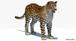 Realistic Amur Leopard 3D Model for Download - Mental Ray Thumbnail