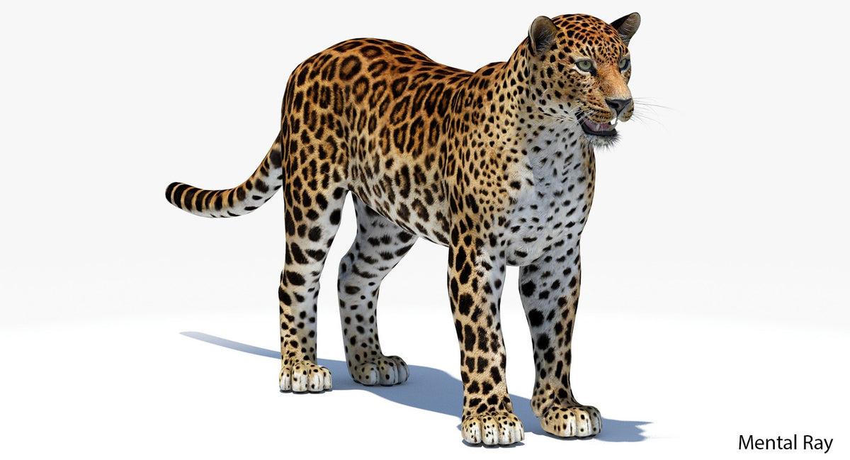Realistic Amur Leopard 3D Model for Download - Mental Ray