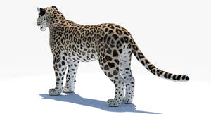 Realistic Persian Leopard 3D Model for Download Thumbnail