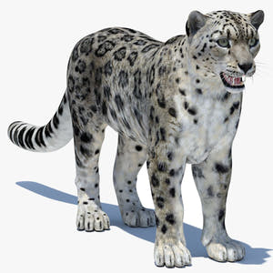 Realistic Snow Leopard 3D Model for Download - Game Ready Thumbnail