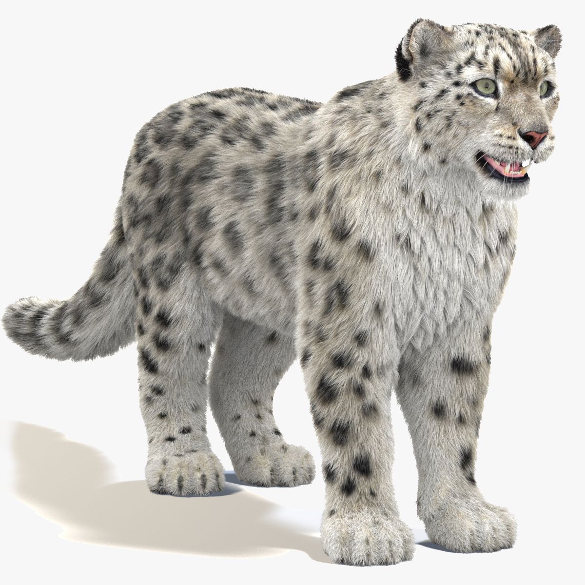 Realistic Snow Leopard 3D Model with Fur
