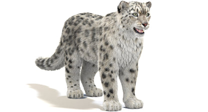 Snow Leopard 3D Model with Fur for Download