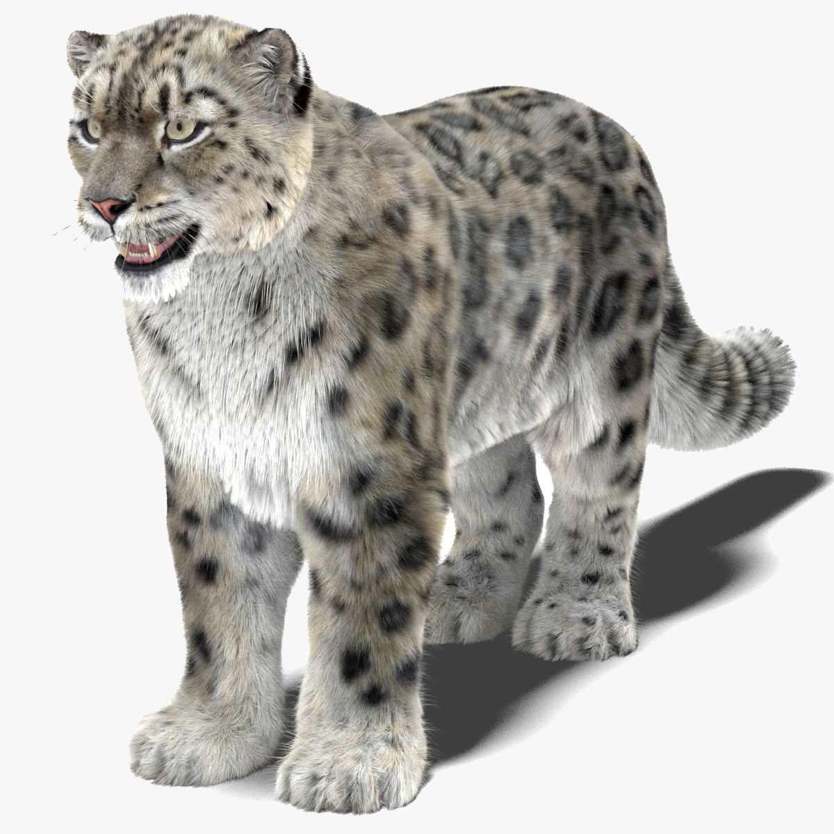 Realistic Snow Leopard 3D Model with Maya Xgen Fur