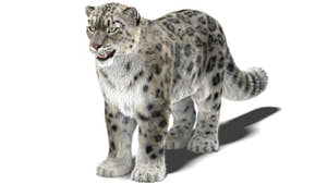 Realistic Snow Leopard 3D Model with Maya Xgen Fur Thumbnail