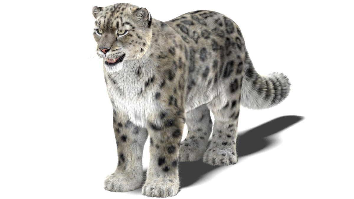 Realistic Snow Leopard 3D Model with Maya Xgen Fur