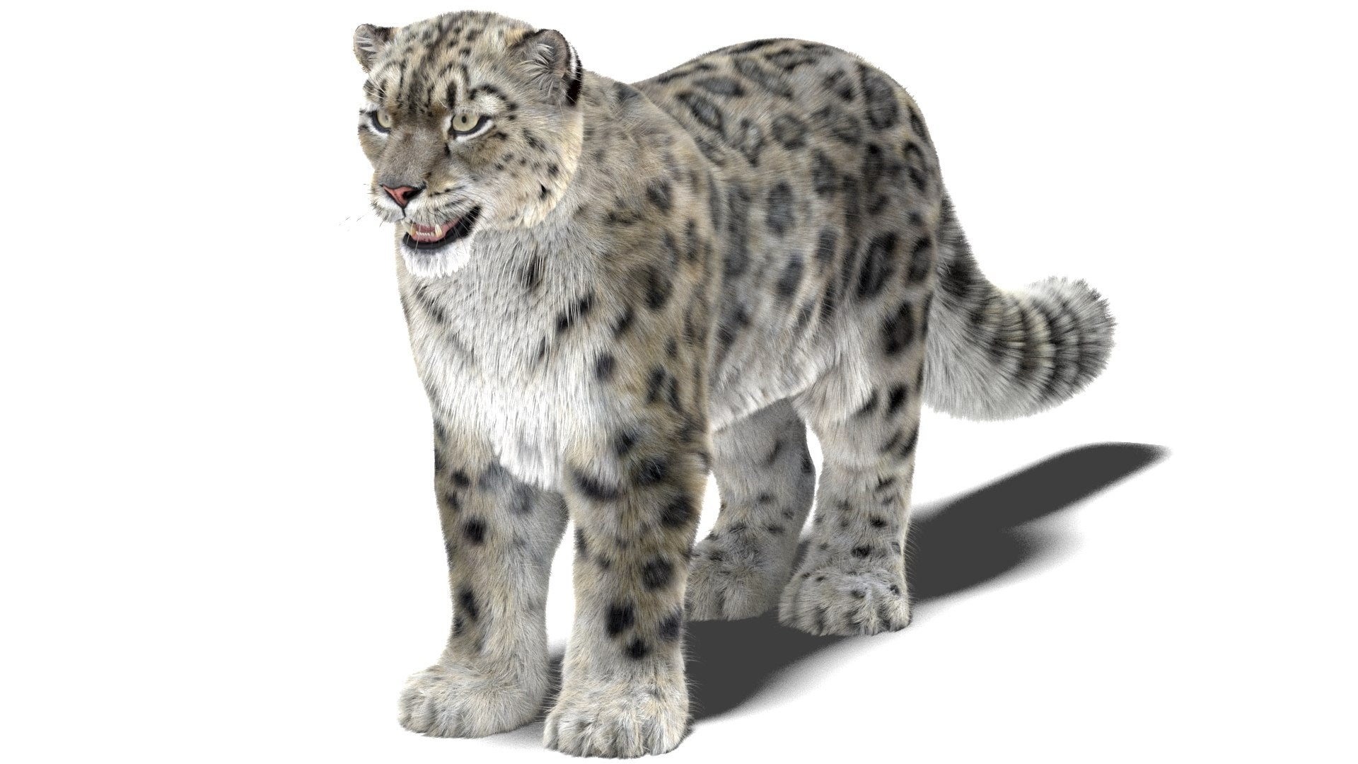 Realistic Snow Leopard 3D Model with Maya Xgen Fur