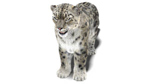 Realistic Snow Leopard 3D Model with Maya Xgen Fur Thumbnail