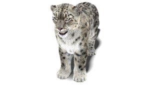 Realistic Snow Leopard 3D Model with Maya Xgen Fur Thumbnail