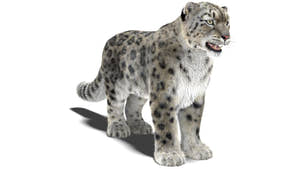 Realistic Snow Leopard 3D Model with Maya Xgen Fur Thumbnail