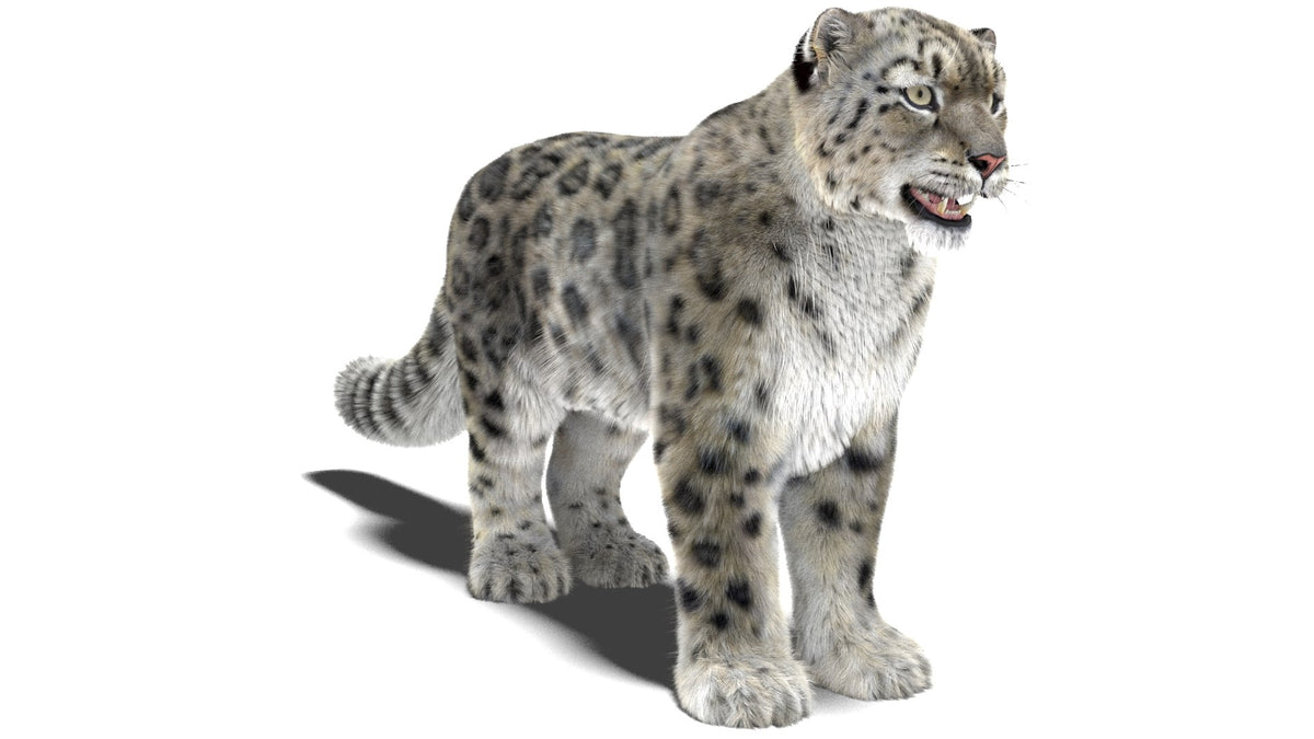 Realistic Snow Leopard 3D Model with Maya Xgen Fur