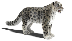 Lifelike Snow Leopard 3D Model with Maya Xgen Fur Thumbnail