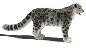Realistic Snow Leopard 3D Model with Maya Xgen Fur Thumbnail