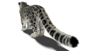 Realistic Snow Leopard 3D Model with Maya Xgen Fur Thumbnail