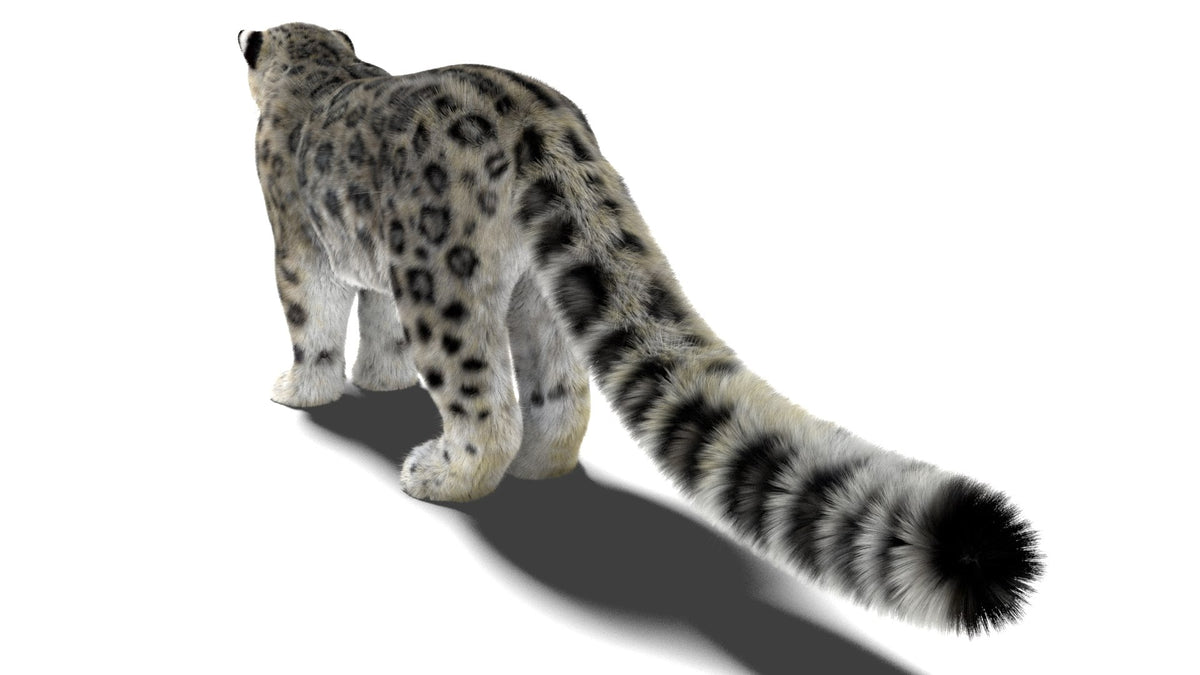 Realistic Snow Leopard 3D Model with Maya Xgen Fur