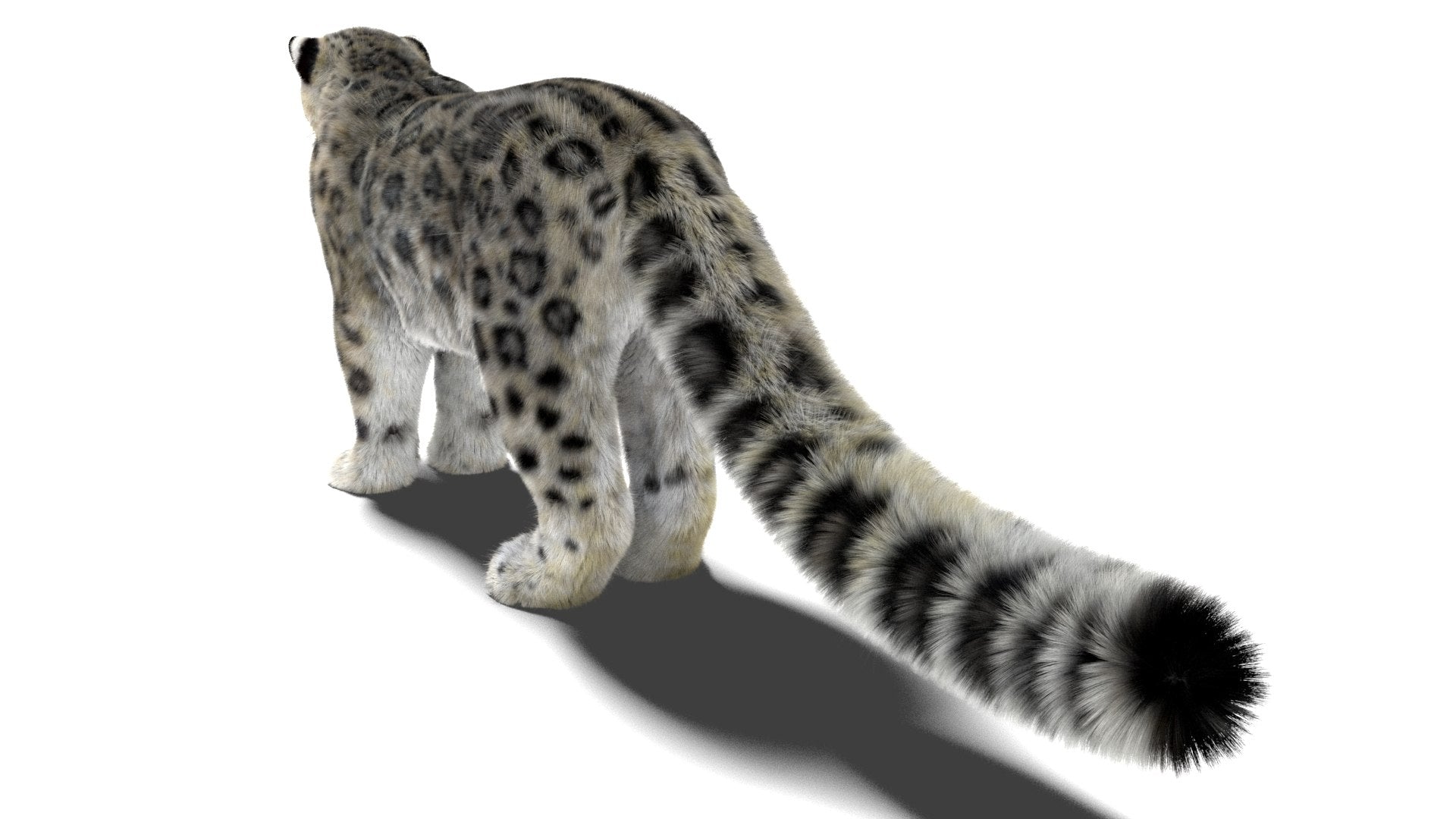 Realistic Snow Leopard 3D Model with Maya Xgen Fur