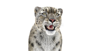 Realistic Snow Leopard 3D Model with Maya Xgen Fur - Close up Thumbnail