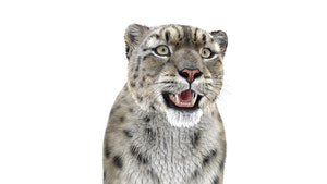 Realistic Snow Leopard 3D Model with Maya Xgen Fur - Close up Thumbnail