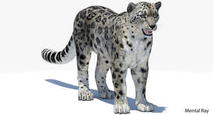 Realistic Snow Leopard 3D Model for Download - Mental Ray Thumbnail
