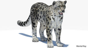 Realistic Snow Leopard 3D Model for Download - Mental Ray Thumbnail