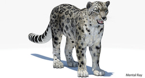 Realistic Snow Leopard 3D Model for Download - Mental Ray Thumbnail