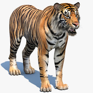 Realistic Tiger 3D Model for Download Thumbnail