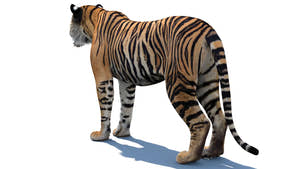 3D model of a tiger from back side Thumbnail