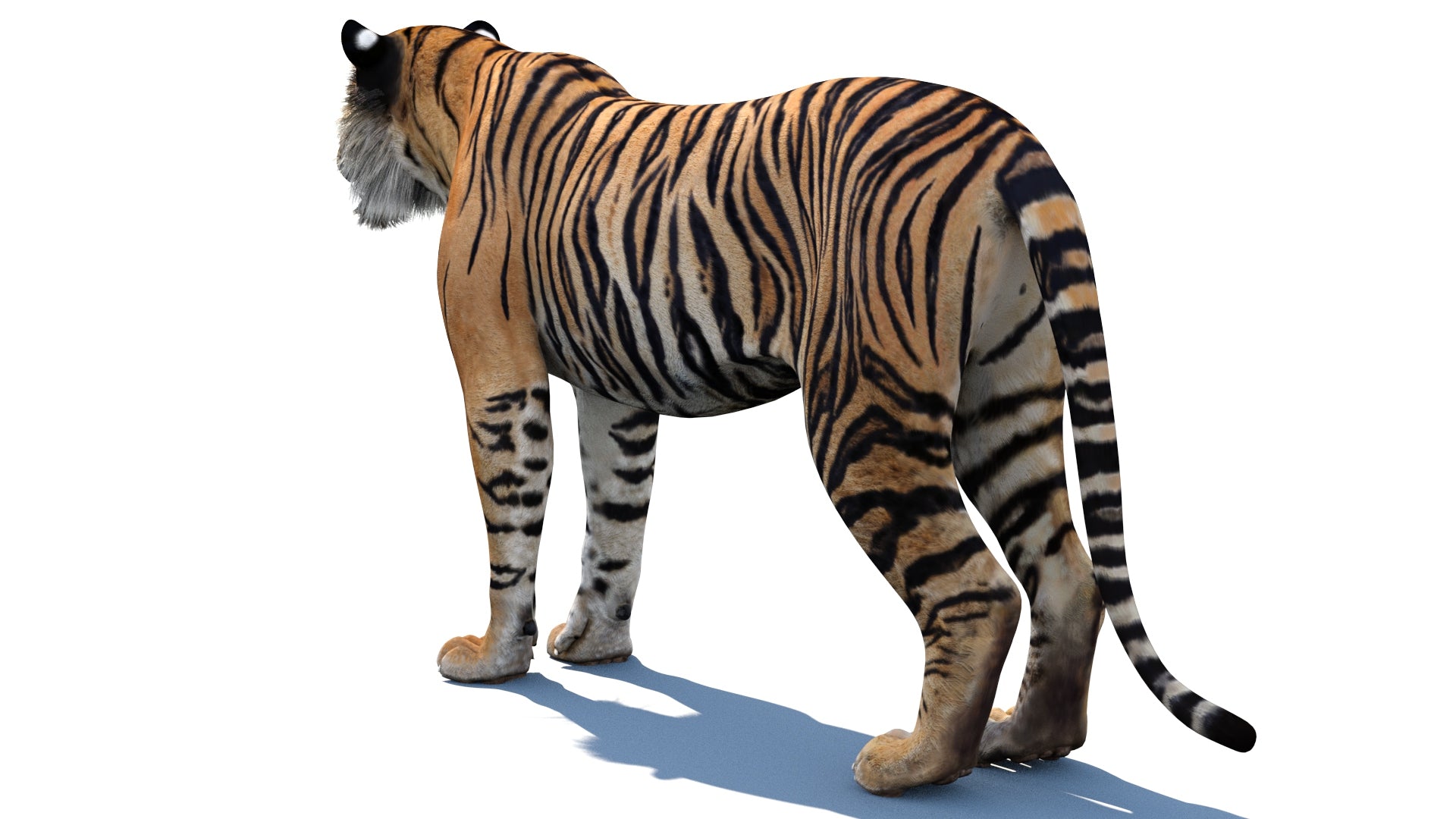 3D model of a tiger on a white background