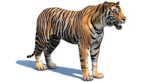 Realistic Tiger 3D Model for Game, VR/AR projects Thumbnail