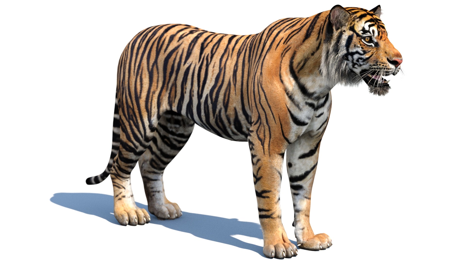 Realistic Tiger 3D Model for Game, VR/AR projects