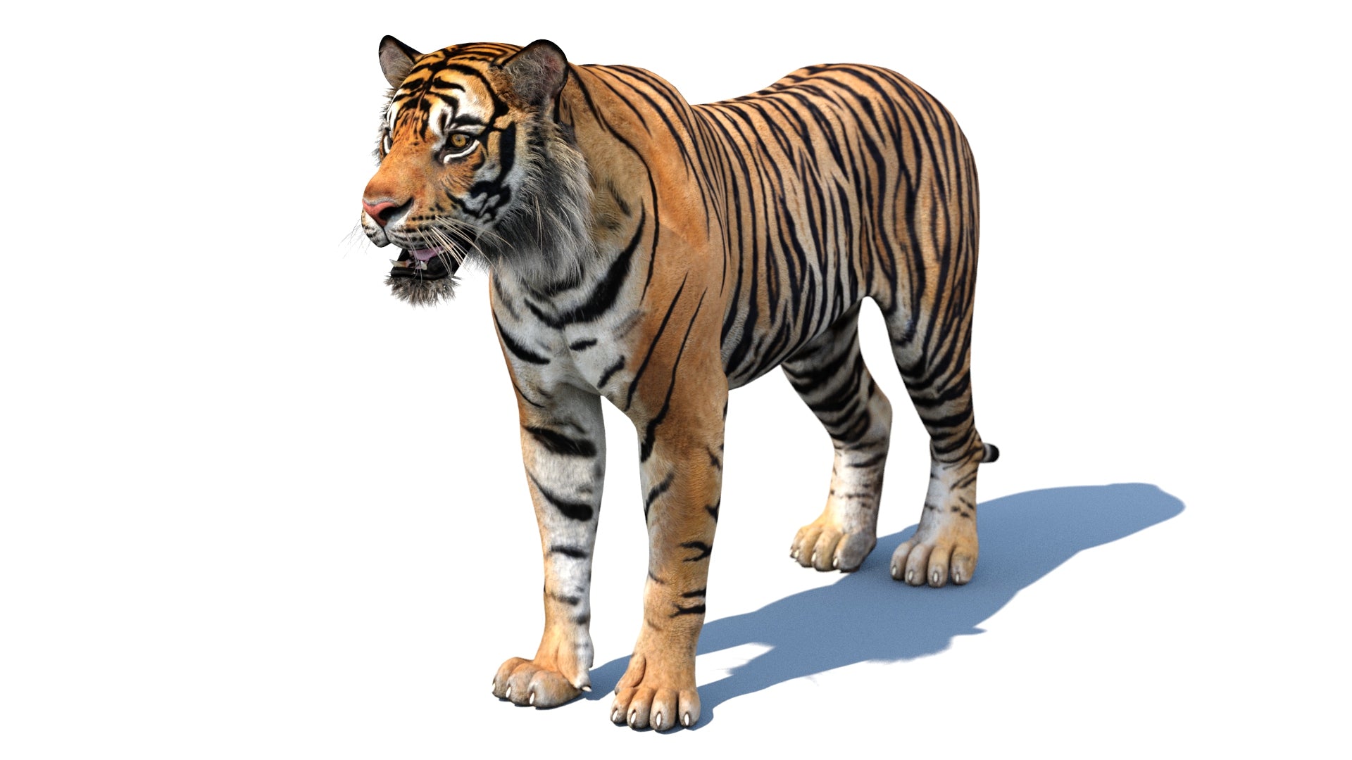 Realistic Tiger 3D Model for your Game Project