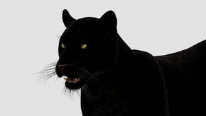Realistic Black Panther Animal 3D Model Head Close Up  Thumbnail