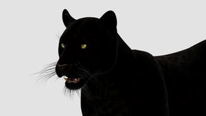 Realistic Black Panther Animal 3D Model Head Close Up  Thumbnail