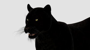 Realistic Black Panther Animal 3D Model Head Close Up  Thumbnail