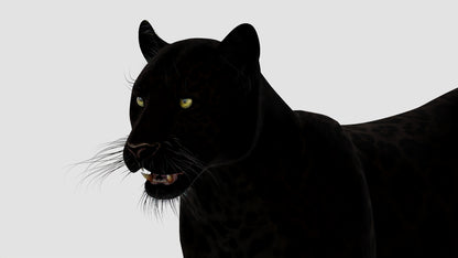 Realistic Black Panther Animal 3D Model Head Close Up 