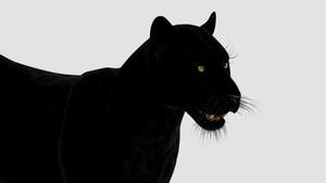Realistic Black Panther Animal 3D Model Head Close Up  Thumbnail