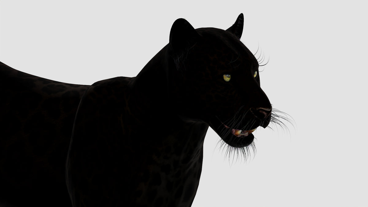 Realistic Black Panther Animal 3D Model Head Close Up 