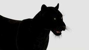 Realistic Black Panther Animal 3D Model Head Close Up  Thumbnail