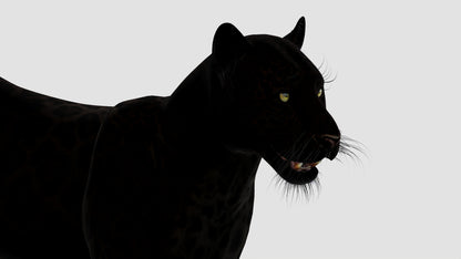 Realistic Black Panther Animal 3D Model Head Close Up 