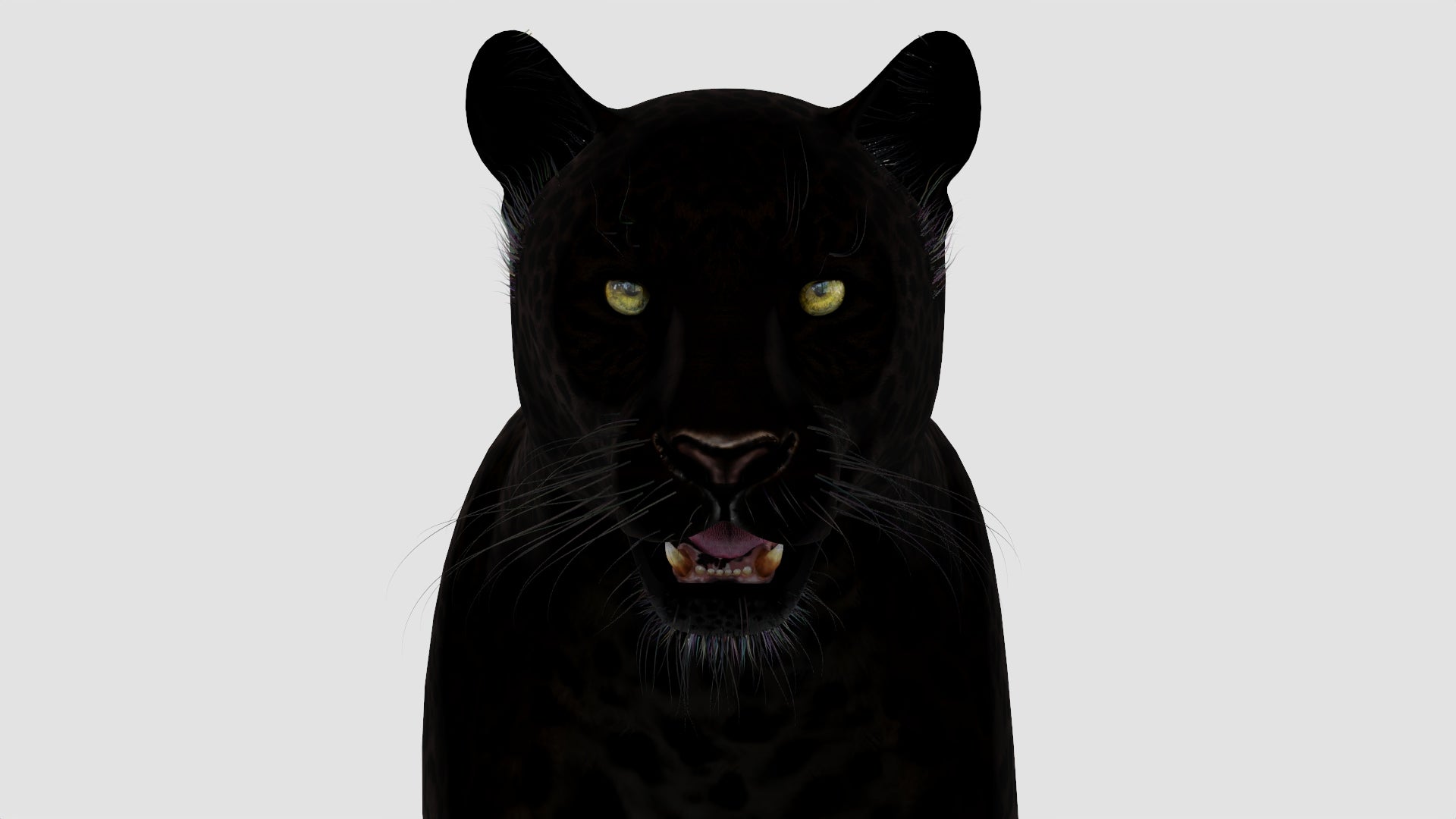Realistic Black Panther Animal 3D Model Head Close Up from Front