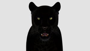 Realistic Black Panther Animal 3D Model Head Close Up from Front Thumbnail