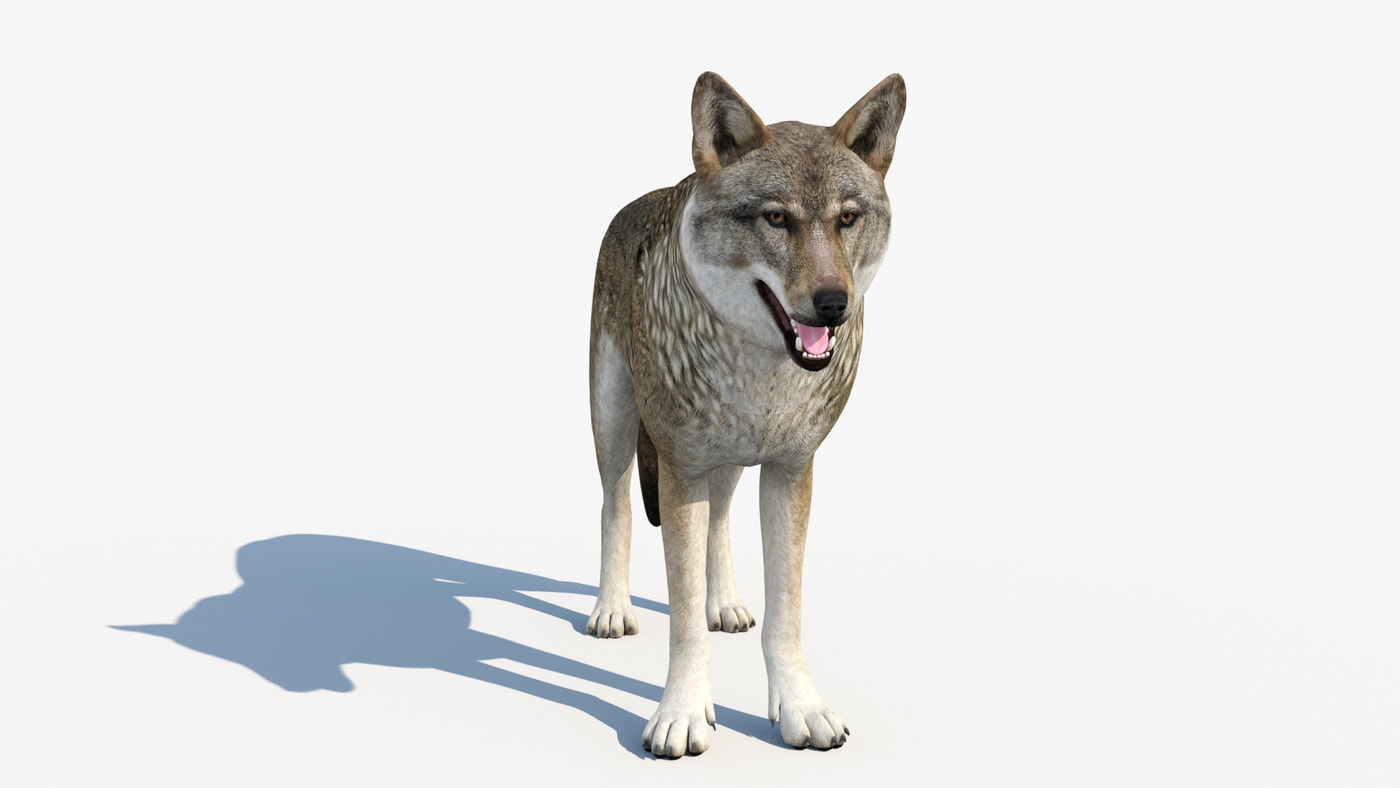 Rigged & Animated Black Bear & Red Wolf 3D Bundle - 360 Degree View