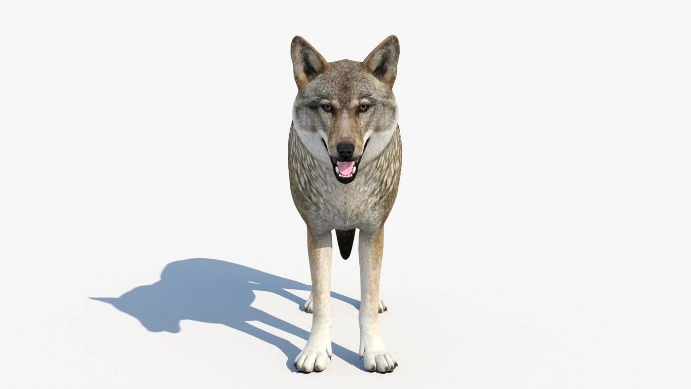 Rigged & Animated Black Bear & Red Wolf Forest Predators 3D Bundle - 360 Degree View