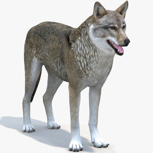 Realistic Red Wolf 3D Model for Download Thumbnail