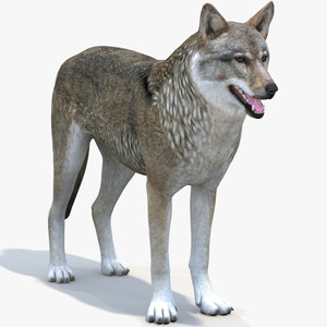 Realistic Red Wolf 3D Model for Download Thumbnail