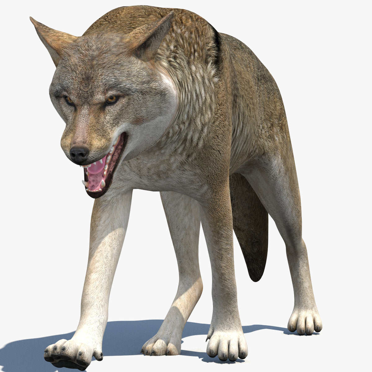 Realistic Red Wolf 3D Model Animated with CAT Motion