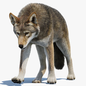 Animated Red Wolf 3D Model Fur Thumbnail